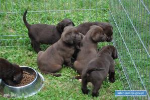Policjanci uratowali 8 szczeniaków zamkniętych w bagażniku