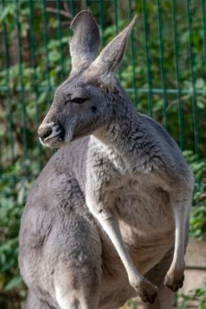 Koendu, leniwiec, gerezy - odwiedź nowych mieszkańców łódzkiego Zoo