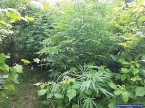 [VIDEO] Policjanci zlikwidowali uprawę konopi indyjskich - tymczasowy areszt dla podejrzanego