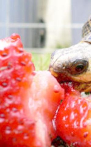 „Pożytek jaki przynoszą żółwie” – tekst pochodzi z XIX wieku