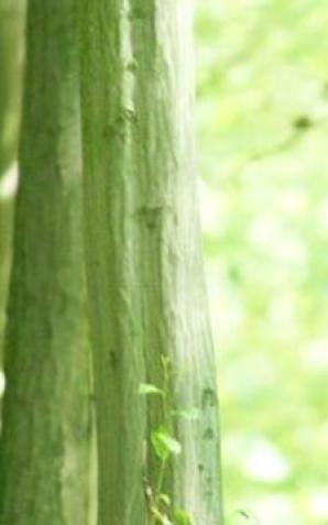 Poznań: ŻEGNAJ MISIU