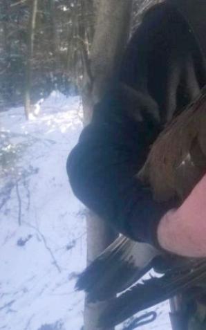 Uratowano rzadkiego orła