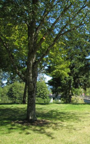 W polskich miastach ubywa parków. Nie ma już miejsca na zakładanie dużych terenów zielonych