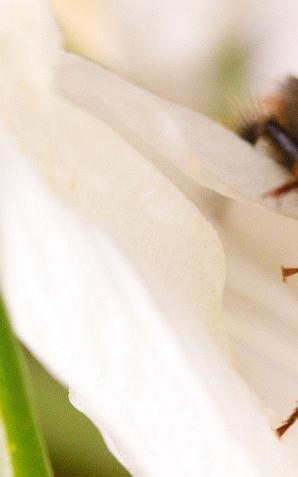 Współpraca rolników i pszczelarzy przekłada się na wzrost i jakość plonów