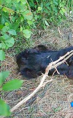 Przywiązał swojego psa do gałęzi i odjechał. Odpowie za to przed sądem!