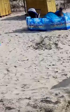 [VIDEO] Karwia: Dzik wyszedł z morza i zaatakował turystów!