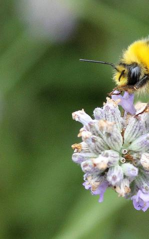Pszczoły zapylają 70 proc. gatunków roślin, które gwarantują 90 proc. pożywienia
