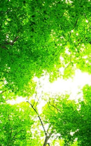 Zastrzyki pomogą słabym drzewom