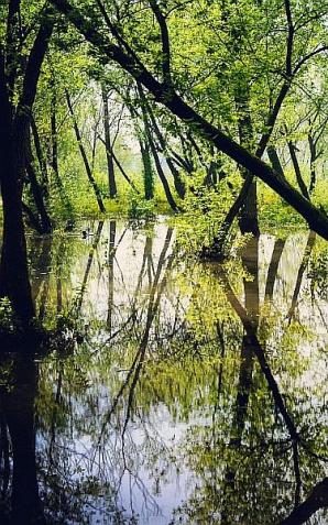 Dlaczego lasy łęgowe są tak cenne?