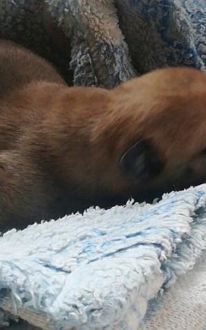 Kraków: W foliowym worku wyrzuciła szczenię do śmietnika