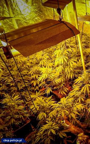 [VIDEO] Zlikwidowane plantacje, przejęte narkotyki