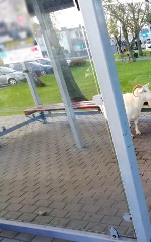 Nietypowe pasażerki: białe kozy na przystanku w Rozprzy zaskakują mieszkańców!