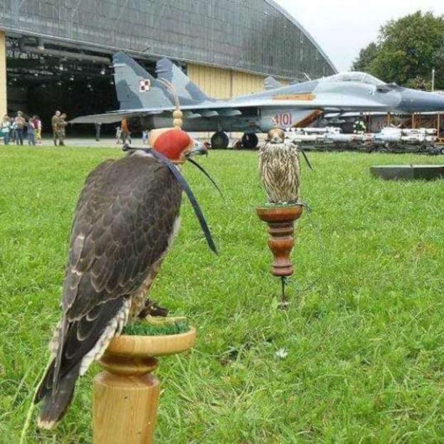 Polskie sokolnictwo wpisane na listę UNESCO podczas 16. sesji w Paryżu. Wpis sokolnictwa na Reprezentatywną Listę NDKL został rozszerzony o sześć państw: Polskę, Irlandię, Chorwację, Holandię, Kirgistan i Słowację