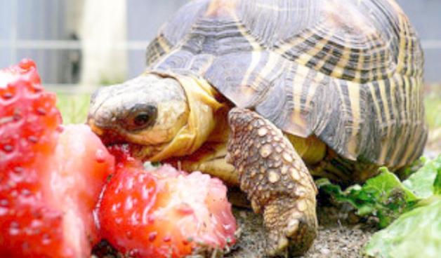 „Pożytek jaki przynoszą żółwie” – tekst pochodzi z XIX wieku