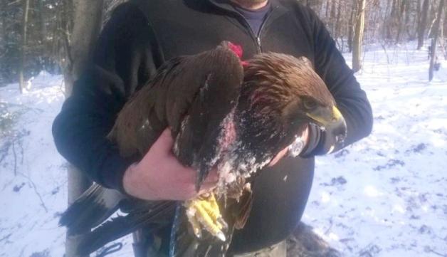 Uratowano rzadkiego orła