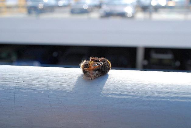 W Polsce z każdą sekundą ubywa 105 pszczół. Ekolodzy zachęcają do stwarzania miejsc z pokarmem i schronieniem dla owadów