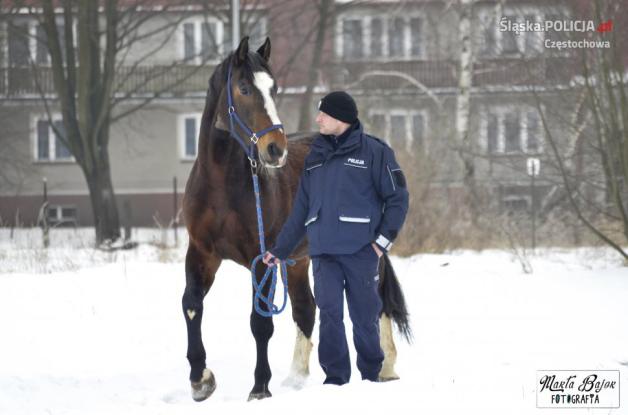 Częstochowski koń służbowy Blue Baker odzyskuje siły