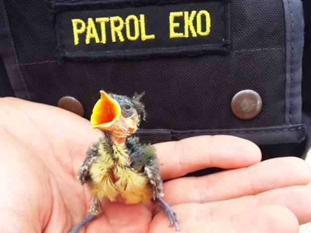 Warszawa: Wiosenni porywacze piskląt