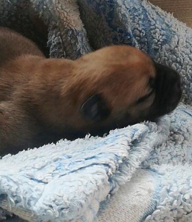 Kraków: W foliowym worku wyrzuciła szczenię do śmietnika