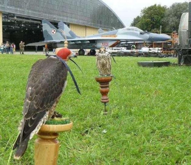 Polskie sokolnictwo wpisane na listę UNESCO podczas 16. sesji w Paryżu. Wpis sokolnictwa na Reprezentatywną Listę NDKL został rozszerzony o sześć państw: Polskę, Irlandię, Chorwację, Holandię, Kirgistan i Słowację