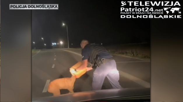 [VIDEO] Funkcjonariusze Komisariatu Policji z Nowogrodźca, w powiecie bolesławieckim, uratowali życie… sarence, która wsadziła głowę w porzucony kanister